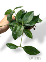 Hoya SP Vietnam