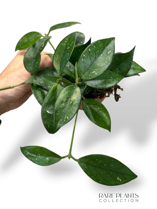Hoya SP Vietnam