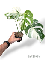 Monstera Variegata