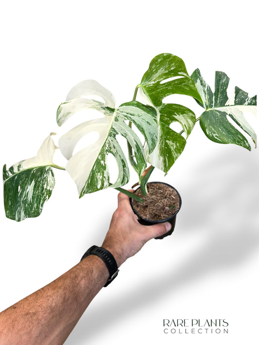 Monstera Variegata