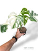 Monstera Variegata