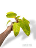 Philodendron Painted Lady