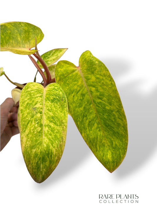 Philodendron Painted Lady