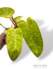 Philodendron Painted Lady