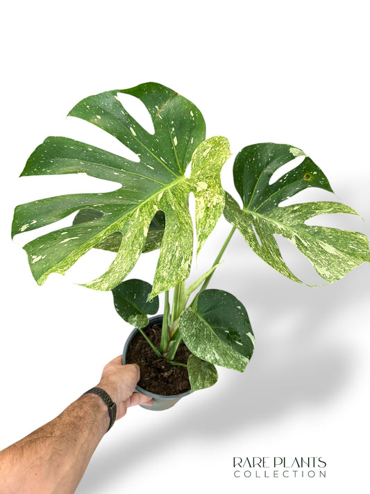 Monstera Biiip