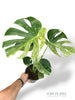 Monstera Biiip