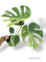 Monstera Biiip