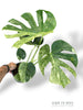 Monstera Biiip