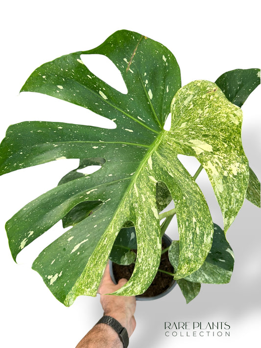Monstera Biiip