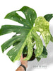 Monstera Biiip