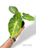 Alocasia New Guinea Gold (baby)