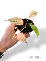 Philodendron Micans Pink Variegata