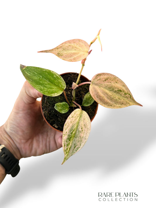 Philodendron Micans Pink Variegata