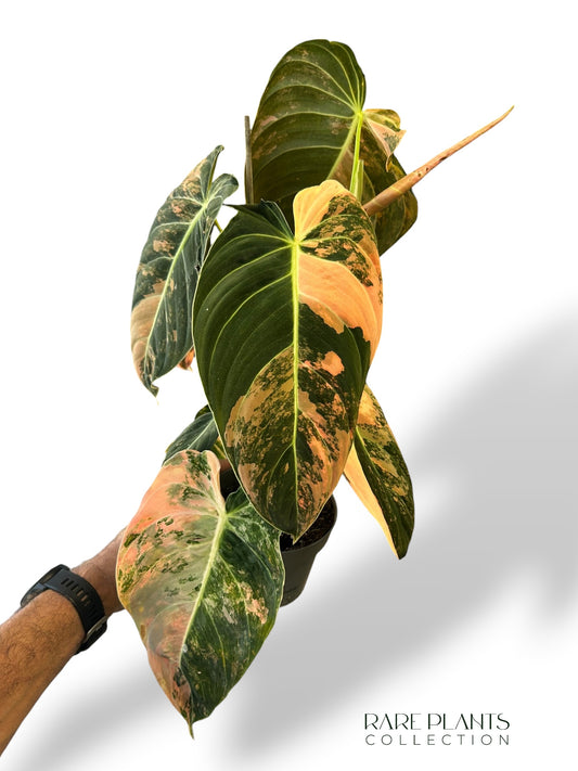 Philodendron Melanochrysum Variegata