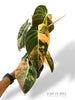 Philodendron Melanochrysum Variegata