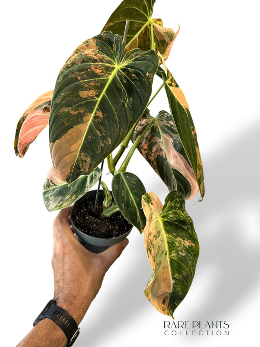 Philodendron Melanochrysum Variegata