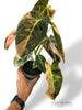 Philodendron Melanochrysum Variegata
