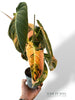 Philodendron Melanochrysum Variegata
