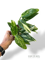 Monstera Standleyana Stardust