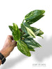 Monstera Standleyana Stardust