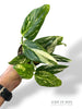 Monstera Standleyana Stardust