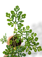 Adenia Perrieri