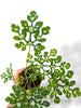 Adenia Perrieri