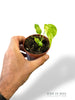 Monstera Electrolytes