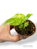Monstera Electrolytes