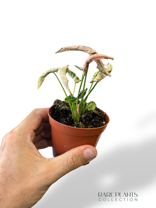 Syngonium Pink Rolli