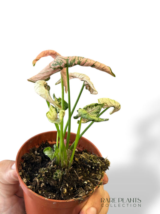 Syngonium Pink Rolli