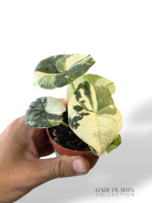 Alocasia Melo Albo
