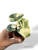 Alocasia Melo Albo
