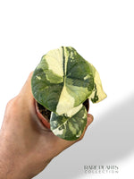 Alocasia Melo Albo