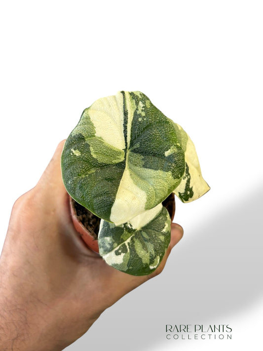 Alocasia Melo Albo