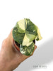 Alocasia Melo Albo