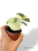 Alocasia Melo Albo