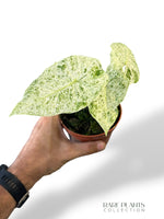 Alocasia Odora Variegata