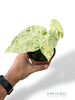 Alocasia Odora Variegata