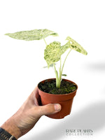 Alocasia Odora Variegata