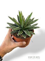 Queen Victoria Agave