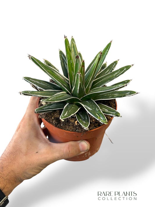 Agave Victoriae-Reginae