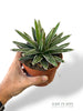 Queen Victoria Agave