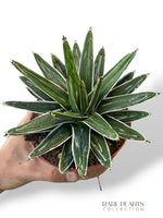 Queen Victoria Agave