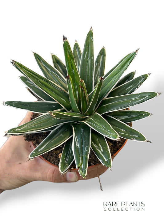 Agave Victoriae-Reginae