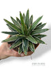 Queen Victoria Agave