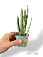 Senecio Stapeliiformis