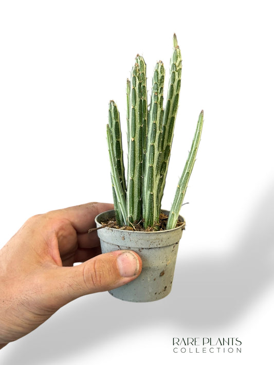 Senecio Stapeliiformis