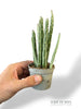 Senecio Stapeliiformis