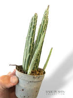 Senecio Stapeliiformis